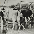Доярки. Евдокия Шатилова, Евдокия Шатилова, Любовь Самойлова. 1970-е гг. Фото из личного архива Чудиной И.