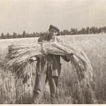 Майлов С.П на пшеничном поле
