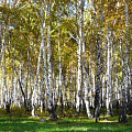 Белоствольные берёзы