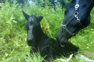 кобыла с жеребенком