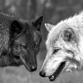	черный волк и белая волчица